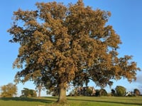 Fruit tree planted at Wellington play area has vanished