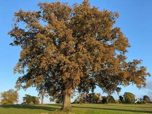 Fruit tree planted at Wellington play area has vanished
