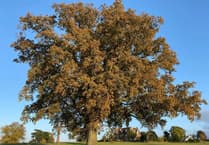 Fruit tree planted at Wellington play area has vanished