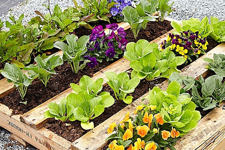 Pallets used for raised beds .jpg