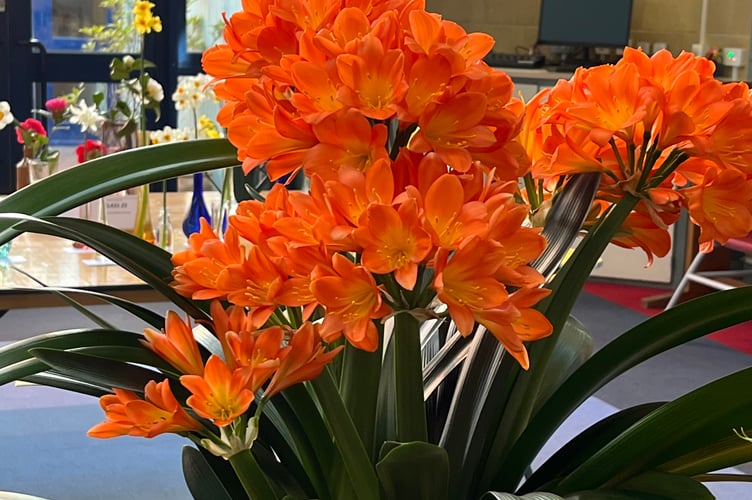 Wellington's Spring Flower Show