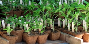 Memorial plant sale seeks donations large and small