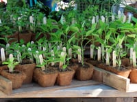 Memorial plant sale seeks donations large and small