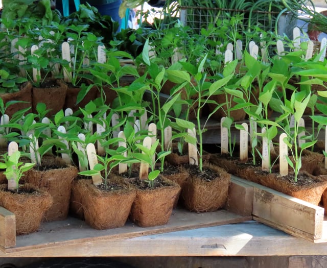 Memorial plant sale seeks donations large and small