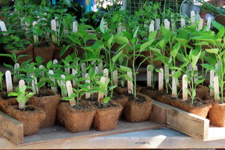 Chistow WI are gearing up for their annual plant sale which takes place at the Teign Valley Hall next month. 
Photo by Judy Beth Morris on Unsplash


