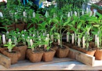 Memorial plant sale seeks donations large and small