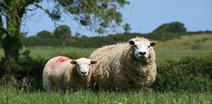 NFU warning to owners of 'out of control dogs' in Somerset this Easter