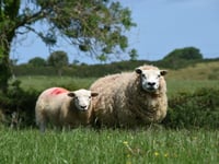 NFU warning to owners of 'out of control dogs' in Somerset this Easter