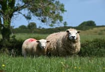 NFU warning to owners of 'out of control dogs' in Somerset this Easter