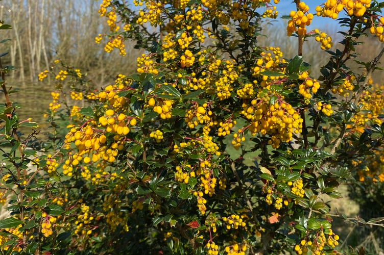 A blossoming shrub in Fox's Field