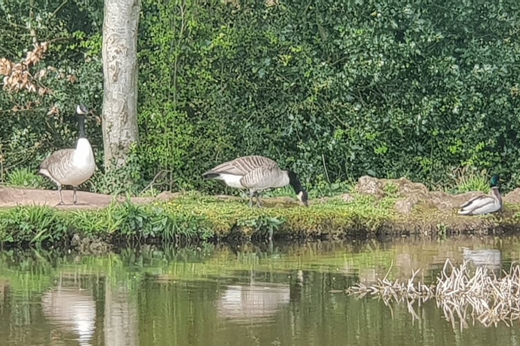 A pair of Canada geese have been spending time in Wellington Basins.