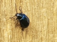 Beetle population explodes in town's green space