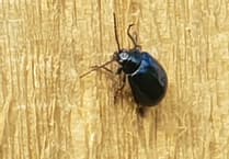 Tiny beetles thriving in Wellington basins as town council plants thousands of trees