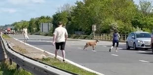 Goat brings M5 bank holiday weekend traffic to a standstill