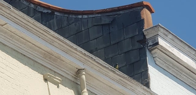 Kw-Kw sat on the roof of House of Cake on Friday, May 9