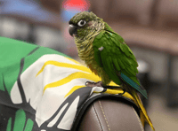 Owner of Turkish barber shop loses pet parakeet