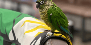 Owner of Turkish barber shop loses pet parakeet
