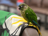 Owner of Turkish barber shop loses pet parakeet