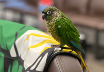 Owner of Turkish barber shop loses pet parakeet
