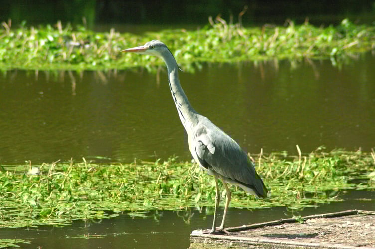 Readers' picture: Among all the fishermen around the pond at the basins stood this king of fishermen