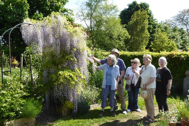 SAGC members admiring the Wisteria.