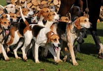 Campaigners create 'Hunt Havoc' website to pressure MPs to change trail hunting laws