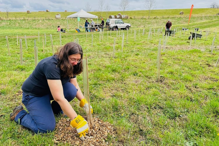 Volunteers helping to plant more than 3,000 trees across Wellington Basins during the past winter. PHOTO: WTC.