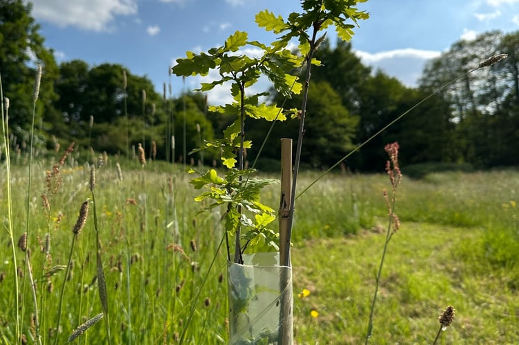 A thriving oak tree sapling, complete with protective plastic guard, planted in Wellington Basins during the winter. PHOTO: WTC.