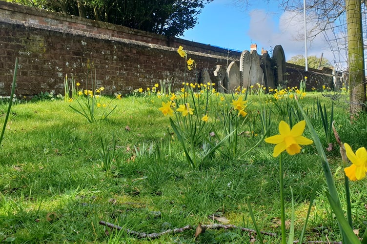 Learn how to encourage nature in your local churchyard or burial ground with an online Somerset Wildlife Trust session.