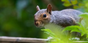 Council moves to stop squirrel toilet invasion