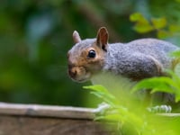 Council moves to stop squirrel toilet invasion