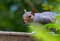 Council takes action to stop squirrels invading public toilets
