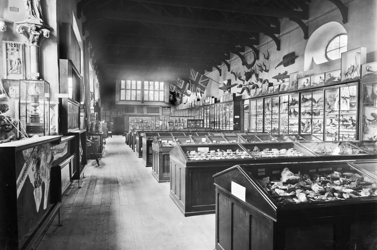 Museum displays in the Great Hall of Taunton Castle in 1902. Natural history collections, including fossils, rocks, minerals and biological specimens, made-up most of the items on display. William Bidgood, Curator from 1862 to 1901, had a keen interest in the Natural Sciences.