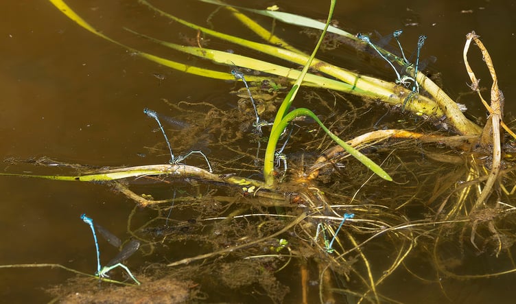 A group of mating Azure Damselflies in a Ford Street pond