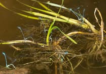 Postbag - Walking trees and NHS support