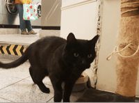 Popular town cat, Elvis, dies
