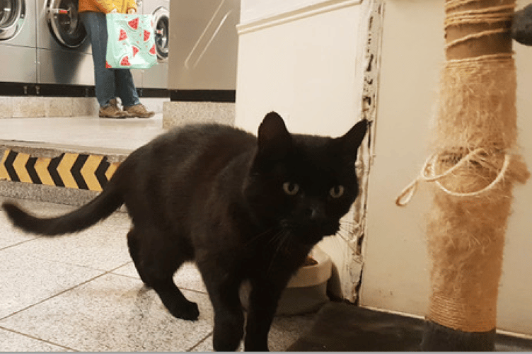 Popular town cat, Elvis has died aged 11