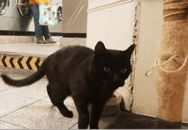 Sad day for Wellington as popular town cat, Elvis, dies