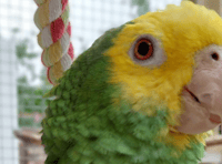 Missing parrot found after 11 day adventure