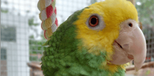 Missing parrot found after 11 day adventure