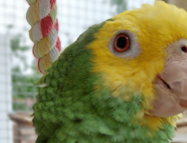 Missing parrot found after 11 day adventure