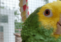 Missing parrot found after 11 day adventure