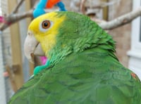 Owner "gutted" after parrot goes missing