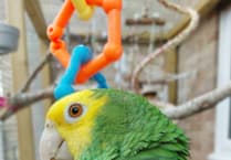 Owner "gutted" after parrot goes missing in Wellington