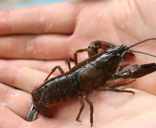Water firm helping to tackle invasive species