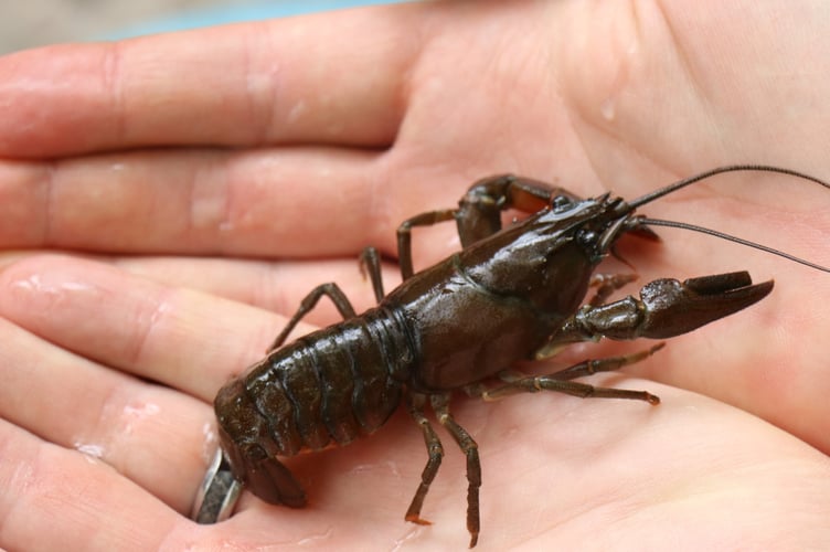 An American Signal Crayfish caught in a South West water reservoir. PHOTYO: SWW.