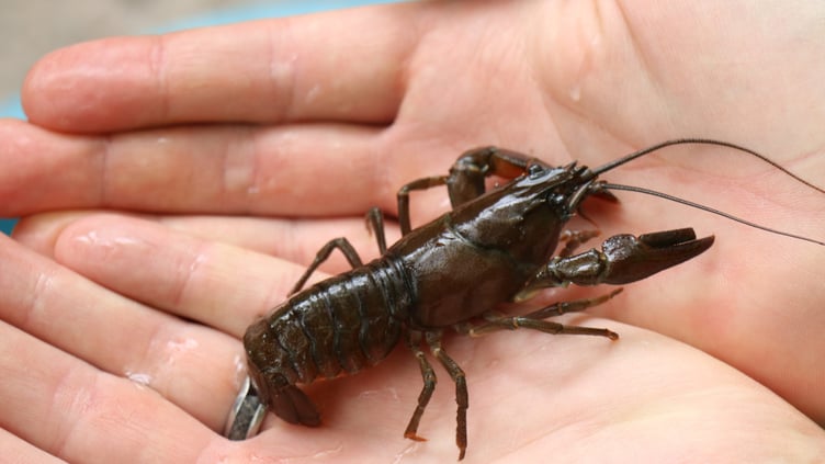 An American Signal Crayfish caught in a South West water reservoir. PHOTYO: SWW.