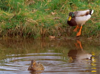 Amano Tracy: Pond life