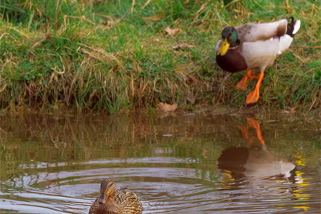 Amano Tracy: Pond life
