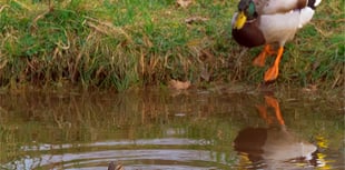 Amano Tracy: Pond life